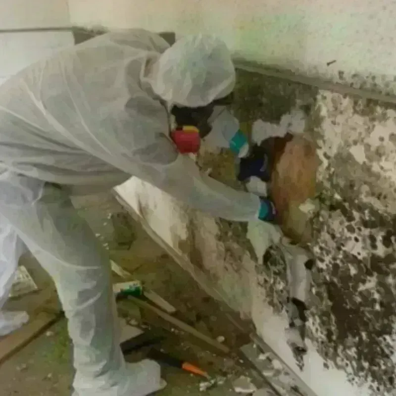 Mold Remediation and Removal in Gainesville, GA